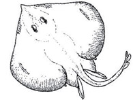 Malacoraja kreffti_01.jpg